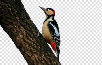 Woodpecker Bird Icon, Persimmon tree Woodpecker transparent background PNG clipart Woodpecker Bird Icon, Persimmon tree Woodpecker transparent background PNG clipart