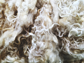 Wool sheep fur | Free stock photo - 327799 Wool sheep fur | Free stock photo - 327799