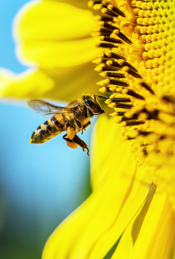 Working bee. A busy bee visits a sunflower for pollen and nectar.