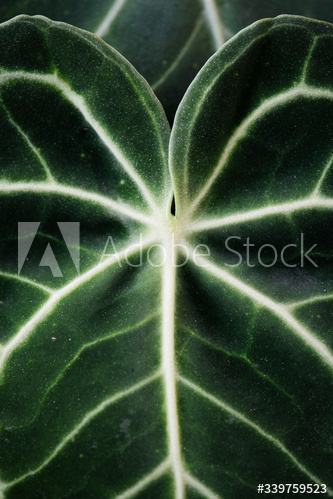 Xanthosoma leaves closeup Xanthosoma leaves closeup