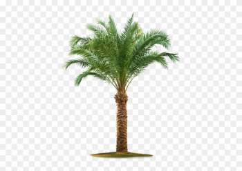 Yataypalm-big - Palm Tree White Background Yataypalm-big - Palm Tree White Background