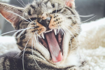 yawning brown tabby kitten yawning brown tabby kitten