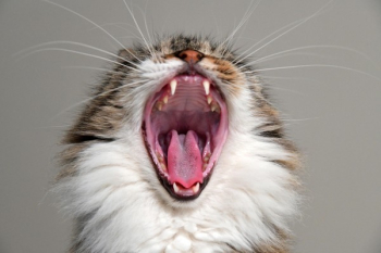 Yawning Cat Yawning Cat