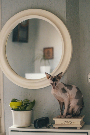 Yawning Cat Beside Mirror Yawning Cat Beside Mirror