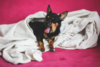Yawning dog under a blanket Yawning dog under a blanket