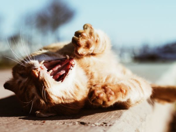 yawning orange tabby cat on brown wooden tabletop yawning orange tabby cat on brown wooden tabletop