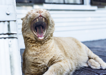 Yawning Tabby Cat Free Photo Yawning Tabby Cat Free Photo