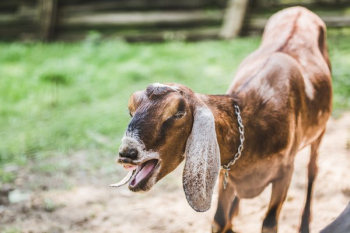 Yelling Goat Yelling Goat