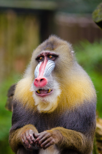 Yellow and Black Baboon Yellow and Black Baboon