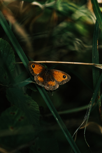 Yellow And Black Butterfly Yellow And Black Butterfly