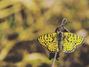 Yellow and Black Butterfly Yellow and Black Butterfly