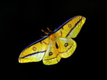 Yellow and Blue Butterfly Yellow and Blue Butterfly