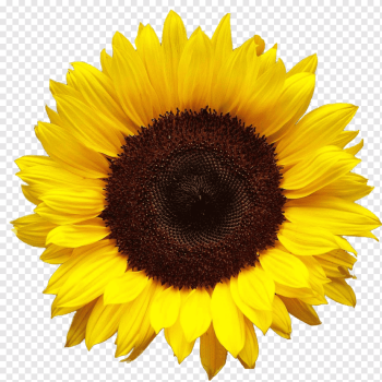 yellow and brown sunflower,, Sunflower, image File Formats, presentation, sunflower Seed png