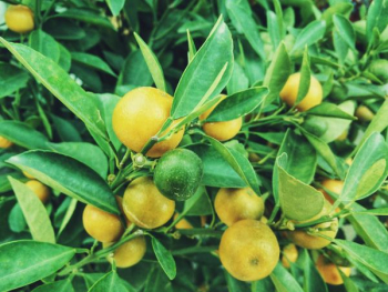yellow and green citrus fruit yellow and green citrus fruit