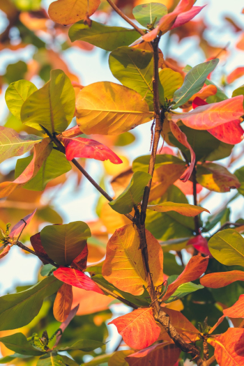 Yellow and Green Leafed Tree Yellow and Green Leafed Tree