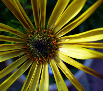 Yellow and Green Petal Flower Yellow and Green Petal Flower