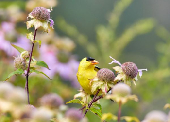 yellow and orange beck bird perching on flower yellow and orange beck bird perching on flower