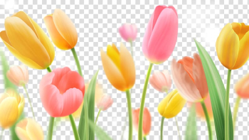 Yellow and pink tulips illustration, Indira Gandhi Memorial Tulip Garden Paper Flower painting, Tulips 40 transparent background PNG clipart