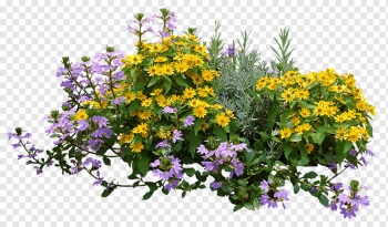 yellow and purple petaled flowers, Shrub Flower garden Rose, shrub plan, annual Plant, flower, spring png