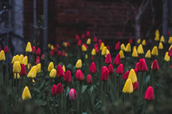 yellow and red tulips field yellow and red tulips field
