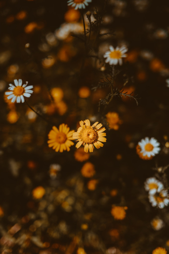 Yellow and White Daisies Yellow and White Daisies