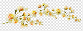 Yellow and white flower , Flower , Yellow flowers branch transparent background PNG clipart