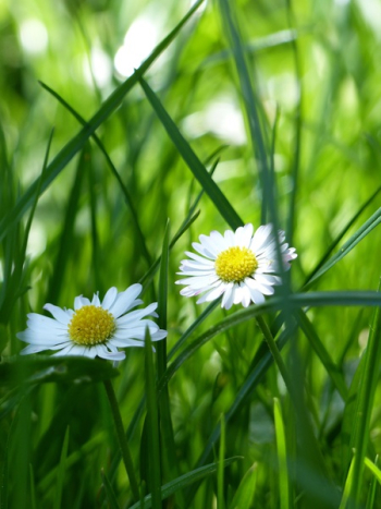 Yellow and White Flower Surrounded by Green Grass Yellow and White Flower Surrounded by Green Grass