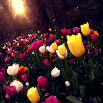 Yellow and White Tulips Field Yellow and White Tulips Field