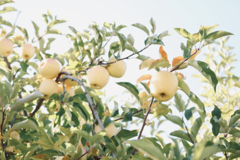 Yellow Apples Yellow Apples