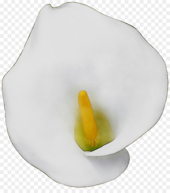 Yellow Arum Lilies - Yellow Arum Lilies -