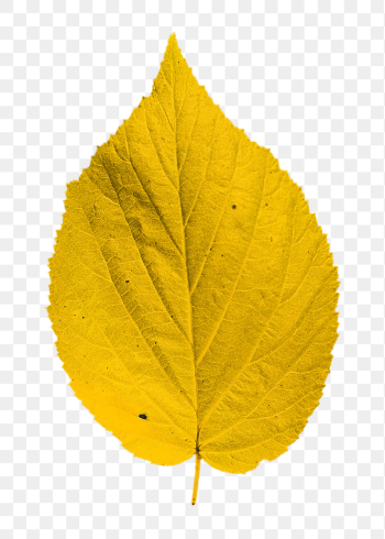 Yellow autumn leaf png sticker, | Free PNG - rawpixel