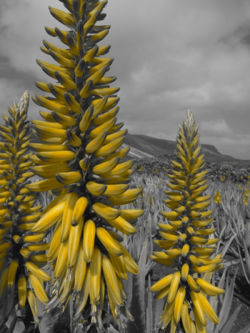 Yellow Banana Selective Color Yellow Banana Selective Color