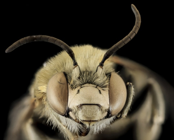 Yellow Bee