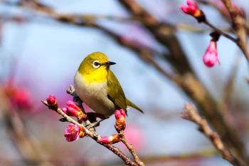 yellow bird on Sakura tree yellow bird on Sakura tree