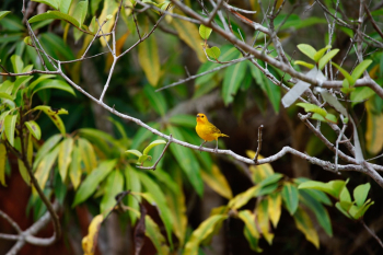Yellow Bird On Tree Branch Yellow Bird On Tree Branch