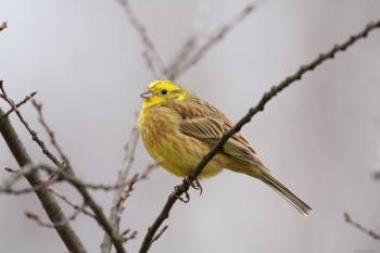 Yellow Bird on Tree Branch Yellow Bird on Tree Branch