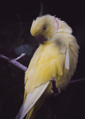 yellow bird on tree branch yellow bird on tree branch