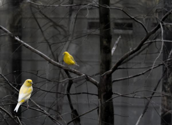 yellow bird on tree branch yellow bird on tree branch