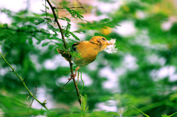Yellow Bird Perched on Tree Yellow Bird Perched on Tree