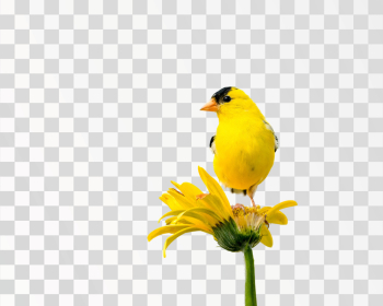 Yellow Bird Perched on Yellow Flower, PNG transparent background, Author @nord6 / Pexels