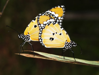 Yellow Black and White Monarch Butterfly Yellow Black and White Monarch Butterfly