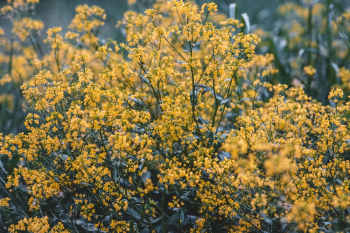 Yellow Blooming Flowers