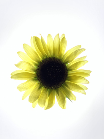 Yellow Blooming Sunflower