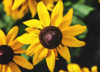Yellow Blooming Sunflowers