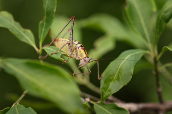 Yellow Bug Yellow Bug