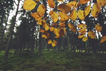Yellow Bush in Autumn Free Photo Yellow Bush in Autumn Free Photo