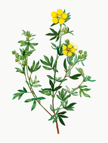 Yellow buttercup flowers | Free stock vector - 567920 Yellow buttercup flowers | Free stock vector - 567920