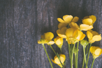 Yellow Buttercup Flowers on Grey Surface Yellow Buttercup Flowers on Grey Surface