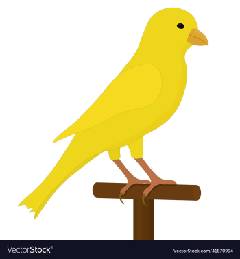 yellow canary on bird perch yellow canary on bird perch