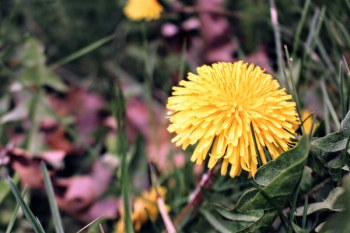 Yellow Clustered Petal Flower Yellow Clustered Petal Flower